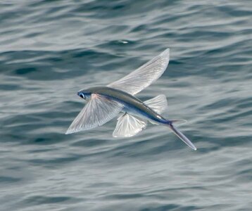 Flying-fish-over-ocean.jpg