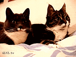 image.gif