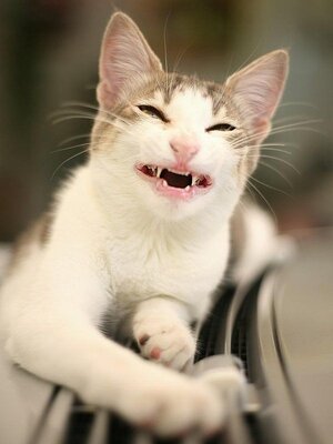 Smiling Cats (6).jpg