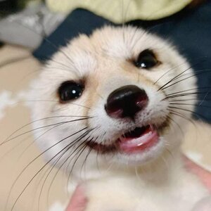 fennec happy.jpg