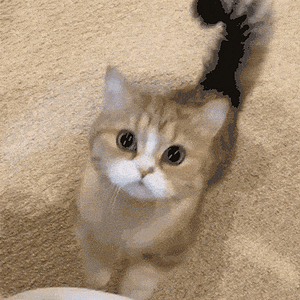 cute-kitty-cat-rxfhhdfepi4k59y9 (3).gif