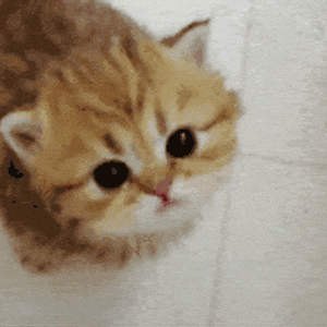 cute-ginger-kitten-jmtxwvvp7t0xxpw4 (1).gif