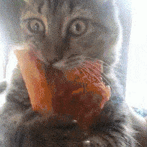 cat-pizza(1).gif