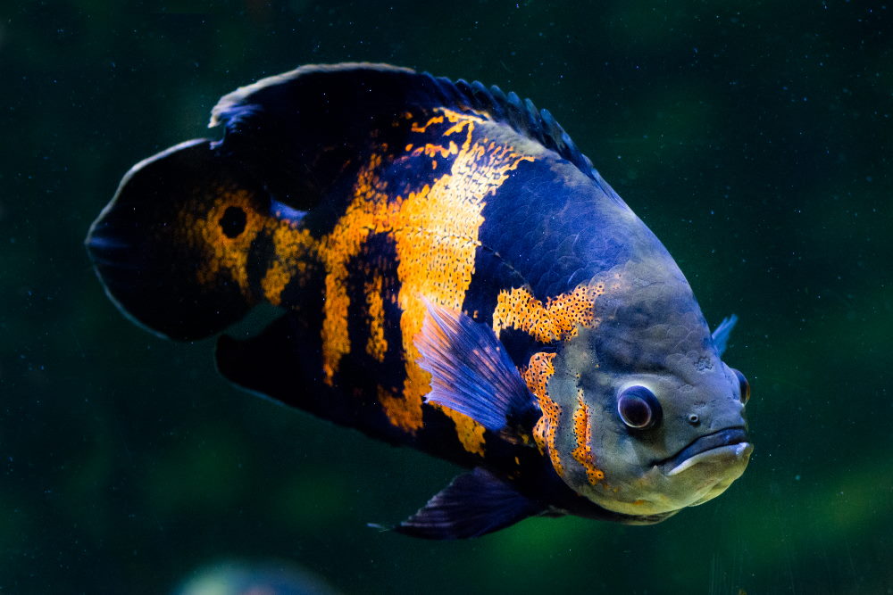 featured_image_-_oscar_cichlid_fish.jpg