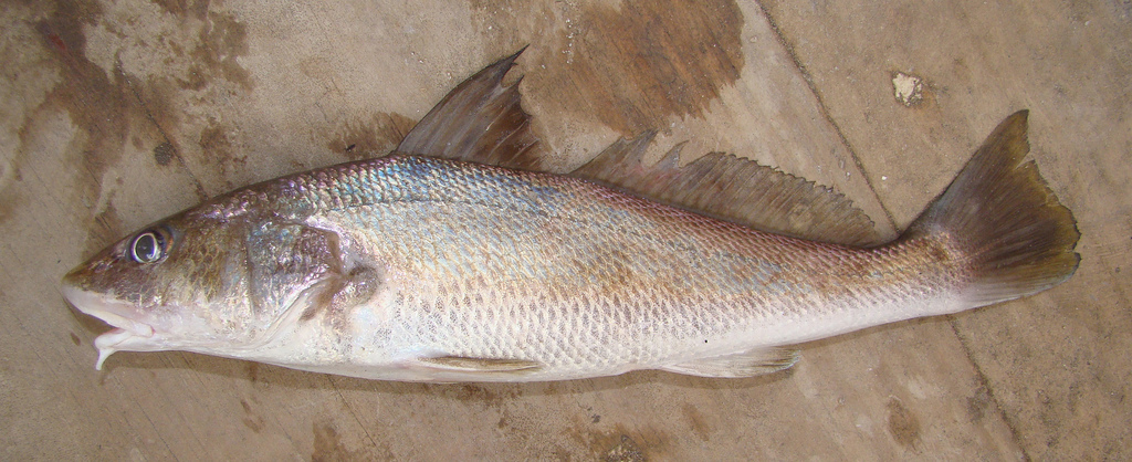 Menticirrhus_americanus.jpg