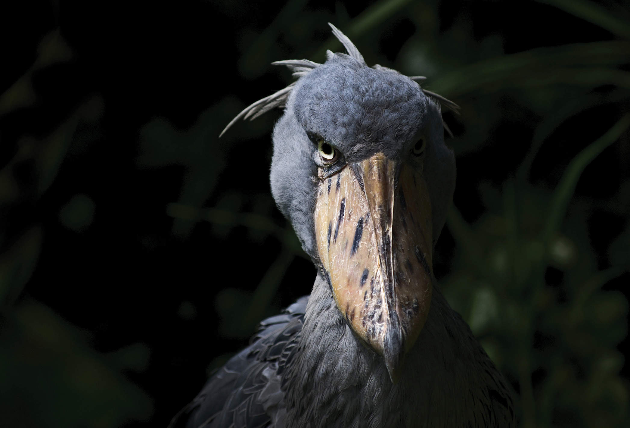 shoebill.jpg