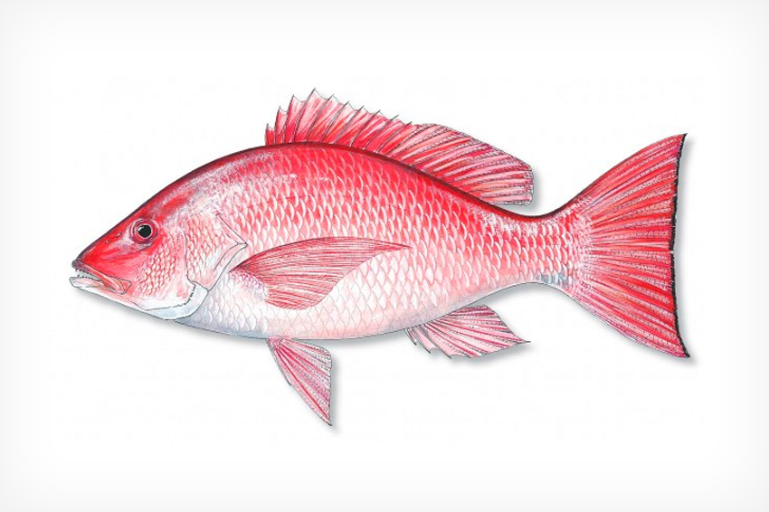 species-lg-red-snapper.jpg