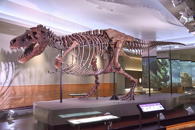 800px-FMNH_SUE_Trex.jpg